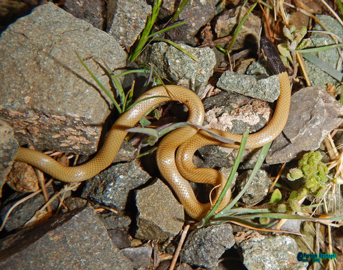 Photo of a Dark-headed Dwarf Racer (persicus) (Eirenis persicus)