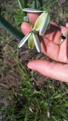 Albuca canadensis