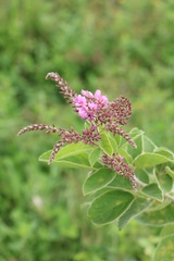 Pseudarthria hookeri