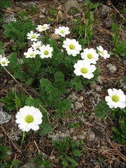 Callianthemum alatavicum