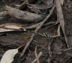 Parasynthemis regina