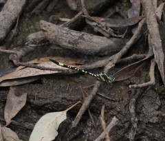 Parasynthemis regina
