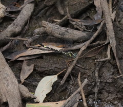 Parasynthemis regina