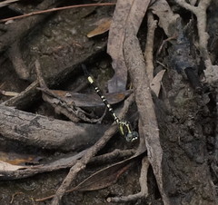 Parasynthemis regina
