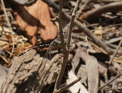 Parasynthemis regina