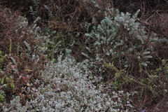 Extriplex californica