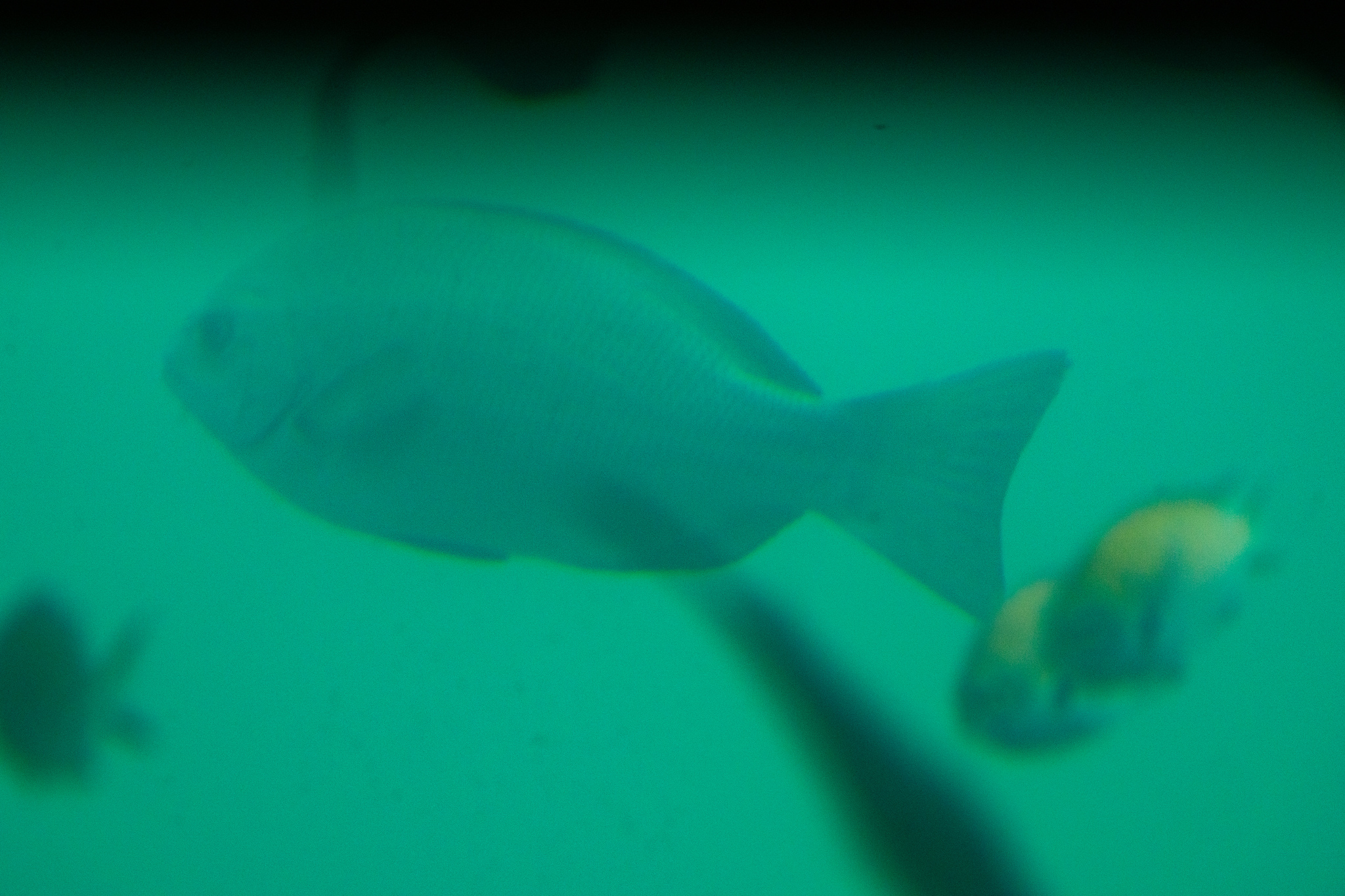 瓜子鱲(冧蚌) Girella punctata