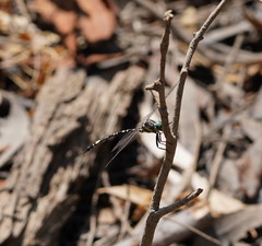 Parasynthemis regina