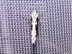 Ethmia semilugens