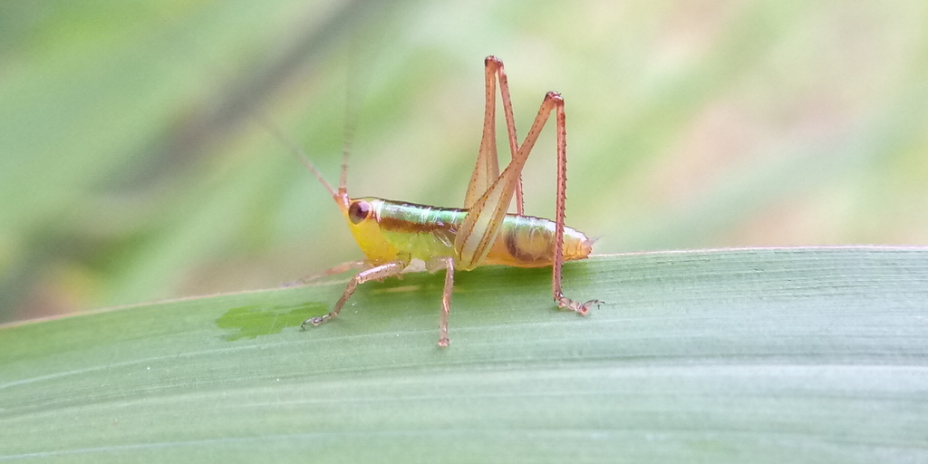 Conocephalus cognatus