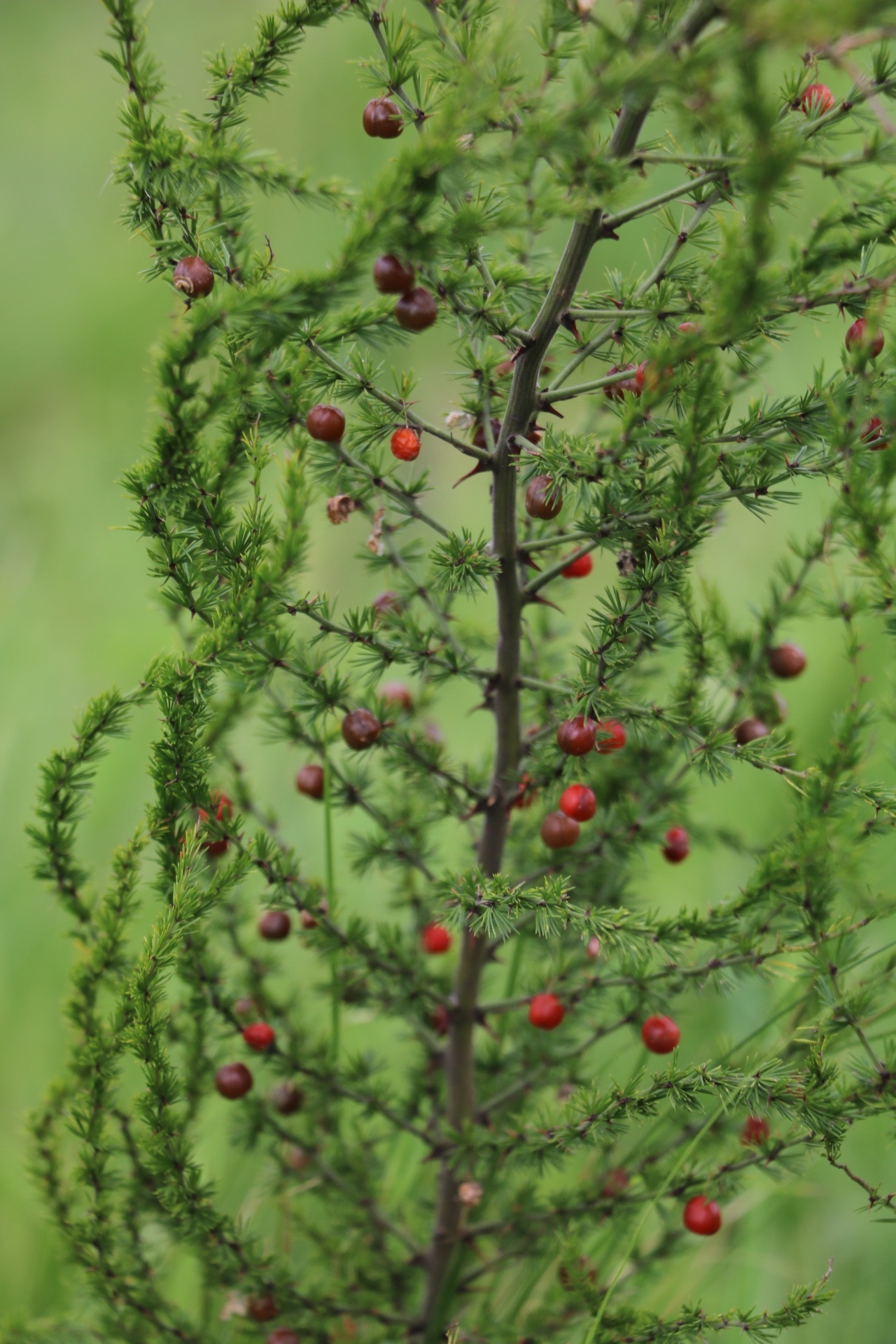 Asparagus africanus