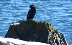 Phalacrocorax carbo image