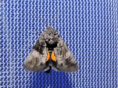 Copanarta aurea