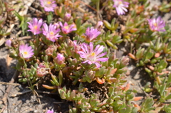 Lampranthus debilis