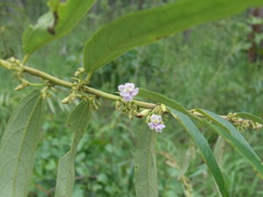 Helicteres angustifolia