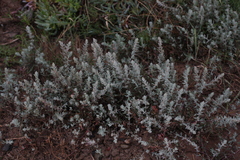 Extriplex californica