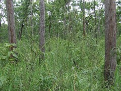 Helicteres angustifolia