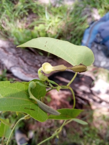 Aristolochia albida image