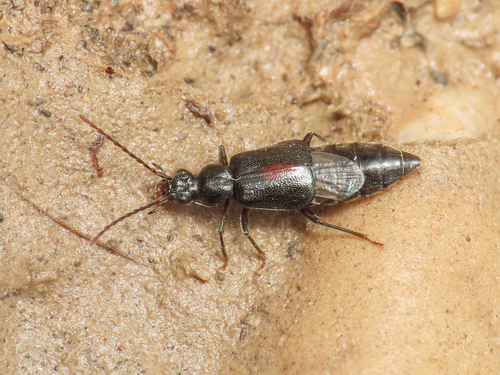 Geodromicus suturalis