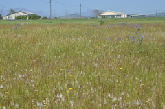 Lachenalia contaminata