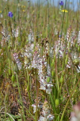 Lachenalia contaminata