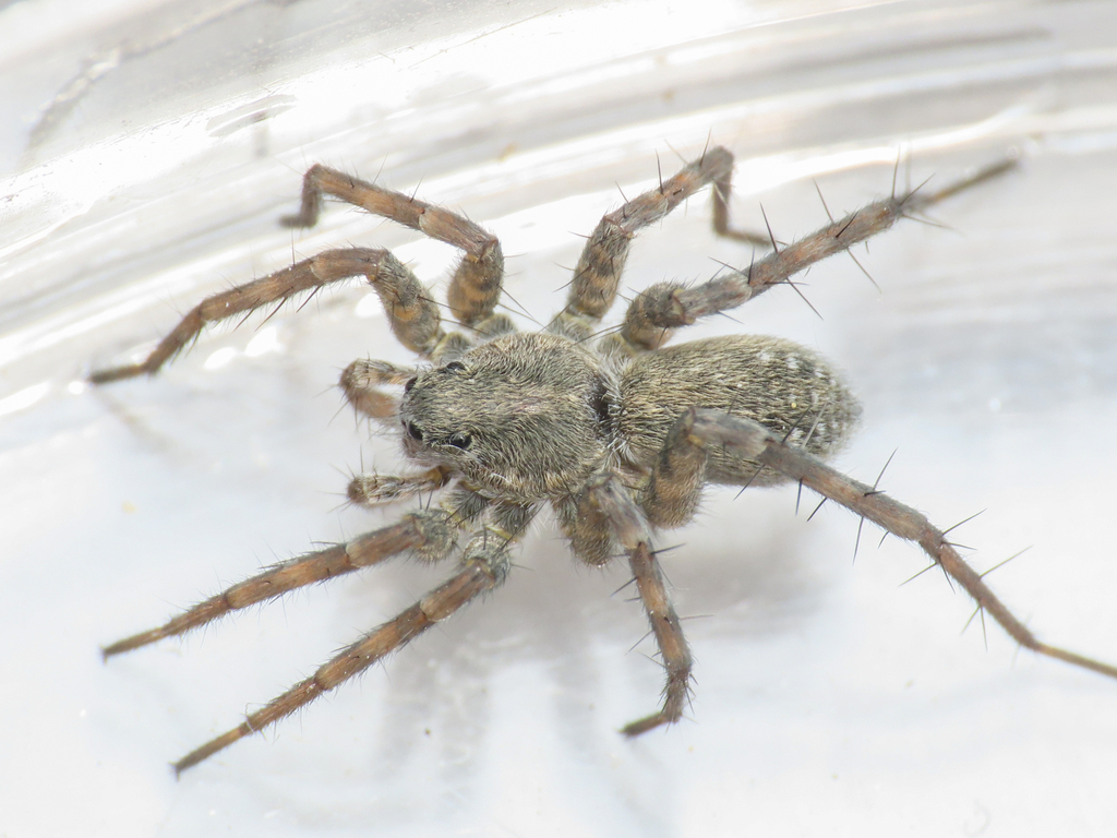 Pardosa saturatior