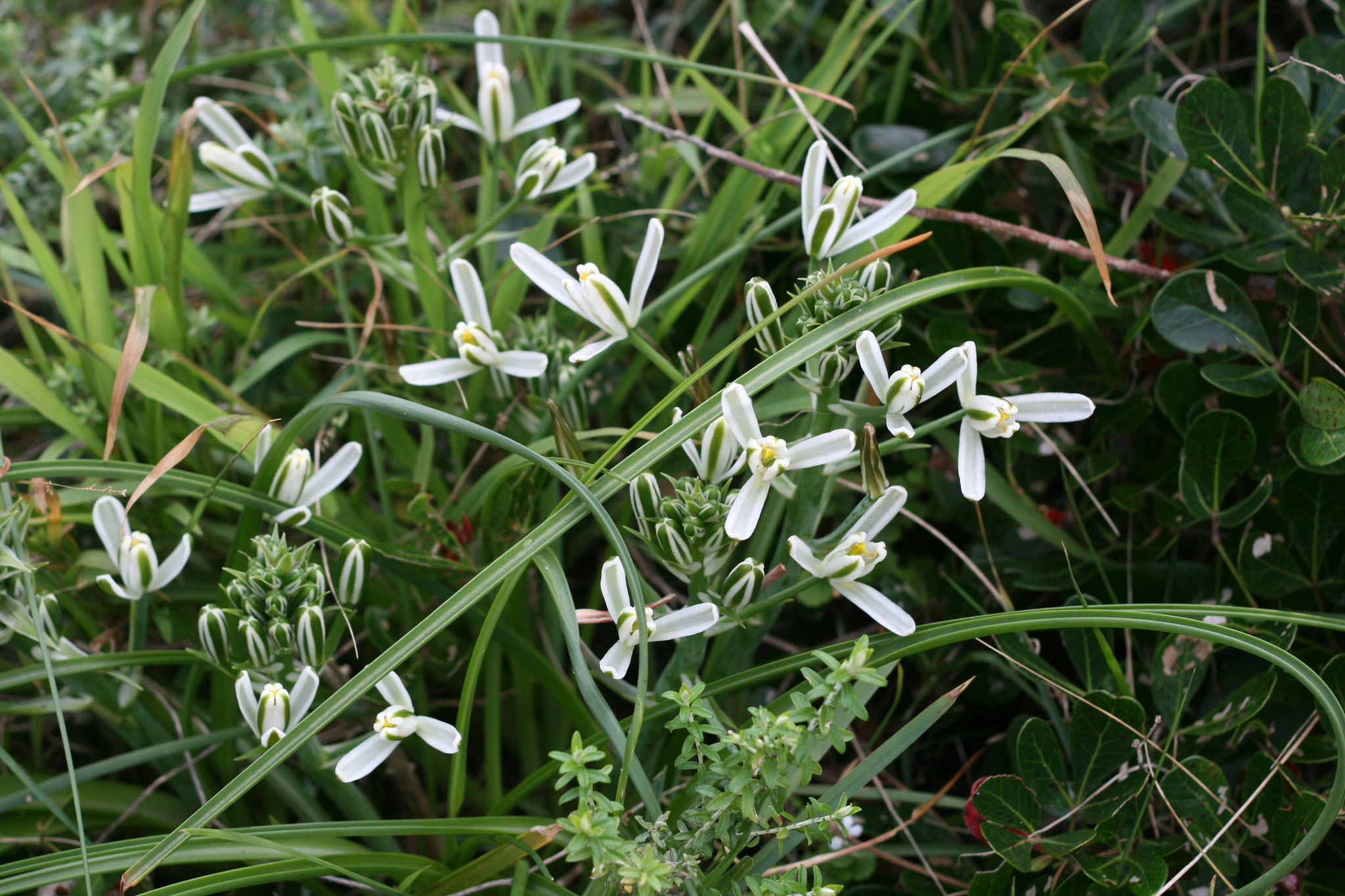 Imagem de Albuca nelsonii