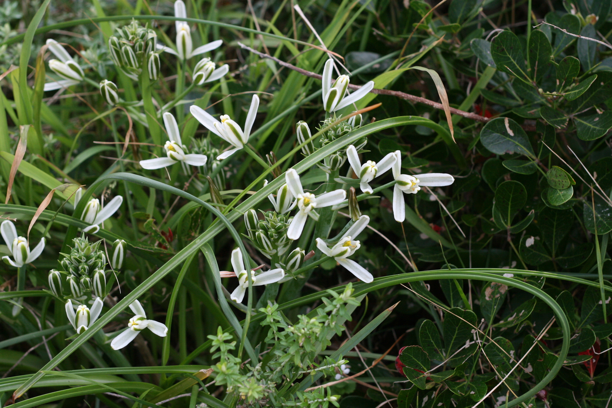 Imagem de Albuca nelsonii