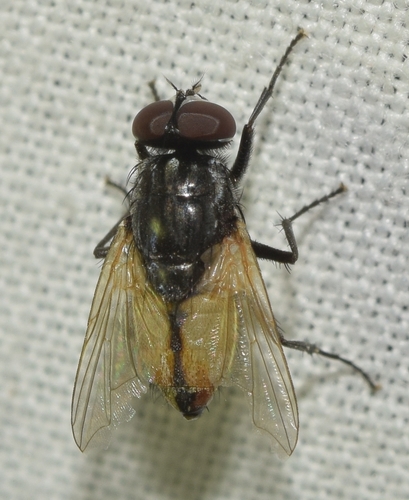 Musca larvipara
