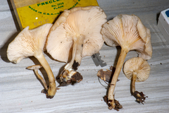 Clitocybe salmonilamella