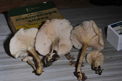 Clitocybe salmonilamella