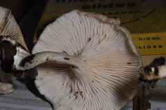 Clitocybe salmonilamella