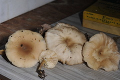 Clitocybe salmonilamella