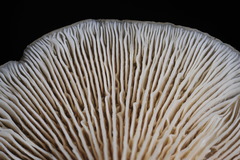 Clitocybe salmonilamella