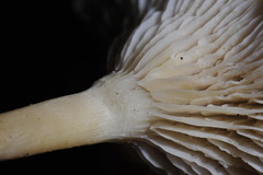 Clitocybe salmonilamella