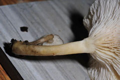 Clitocybe salmonilamella