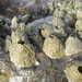 Green Volcano Barnacle - Photo (c) coenobita, some rights reserved (CC BY), uploaded by coenobita