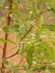 Brachychiton diversifolius