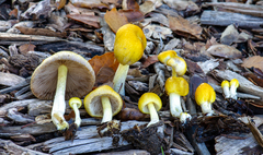 Bolbitius titubans var. olivaceus image