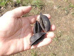 Brachychiton diversifolius