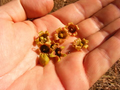 Brachychiton diversifolius