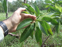 Brachychiton diversifolius
