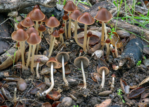 Skėtukė nuotrauka