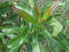 Brachychiton diversifolius