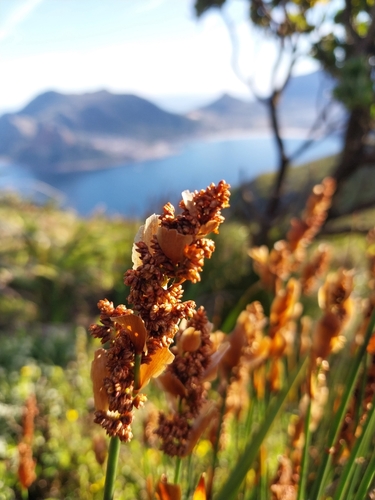 Image of Elegia racemosa by (c) PRINCE UBISI, some rights reserved (CC BY)