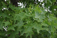 Brachychiton australis