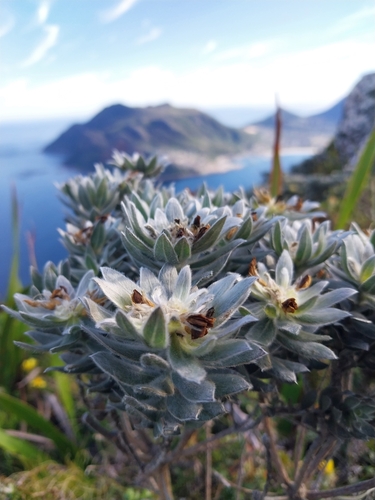 Image of Xiphotheca fruticosa by (c) PRINCE UBISI, some rights reserved (CC BY)