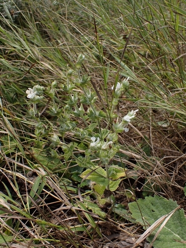African sage (Salvia aethiopis)