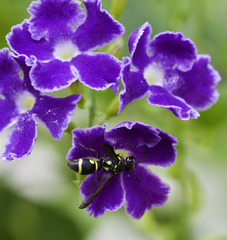 Apodynerus formosensis