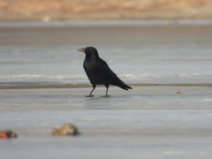 Corvus corone